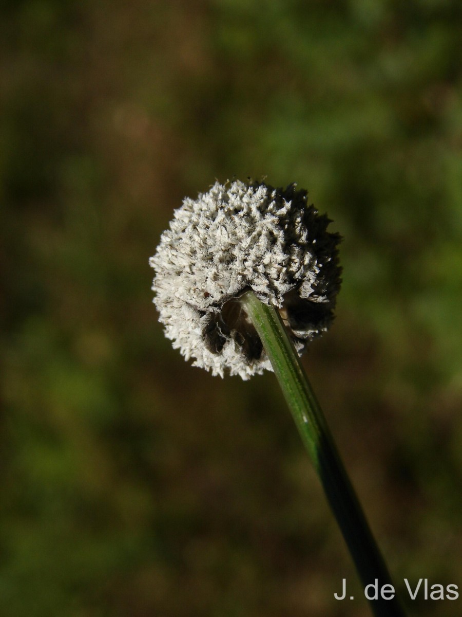 Eriocaulon brownianum Mart.